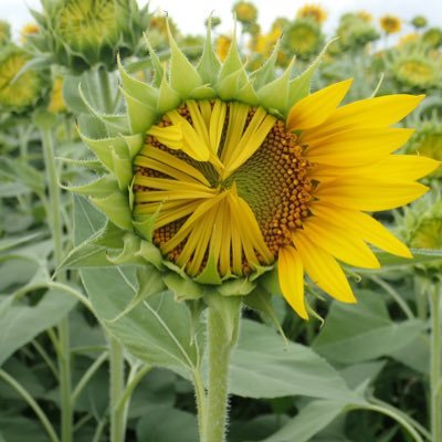 向夏花 ひまわり Himawari Twitter