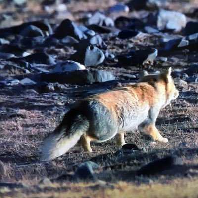 犬、ごはん