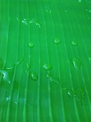 boorasaexe's profile picture. 