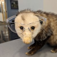 Karl The Vortex Safety Opossum (@vortexopossum) 's Twitter Profile