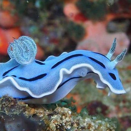 Professeur de SVT.
Passionné de plongée sous marine. Moniteur de plongée.
Biologiste et photographe sous marin. #SVT #FFESSM #BSC #UnderWaterWorld
