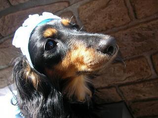 ari_puri's profile picture. 犬が大好き、愛犬に癒されています♪