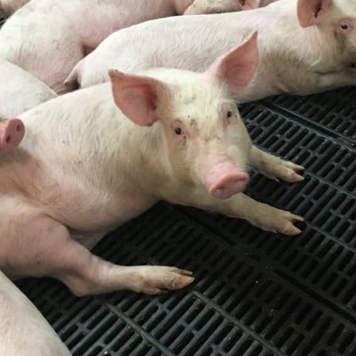 Pig vet from Nebraska. Iowa native. Hobbies include Netflix, cat and dog snuggles, running, piano, and travel.