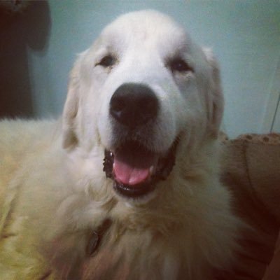 Pyrs2you's profile picture. For the ❤️ of Pyrs