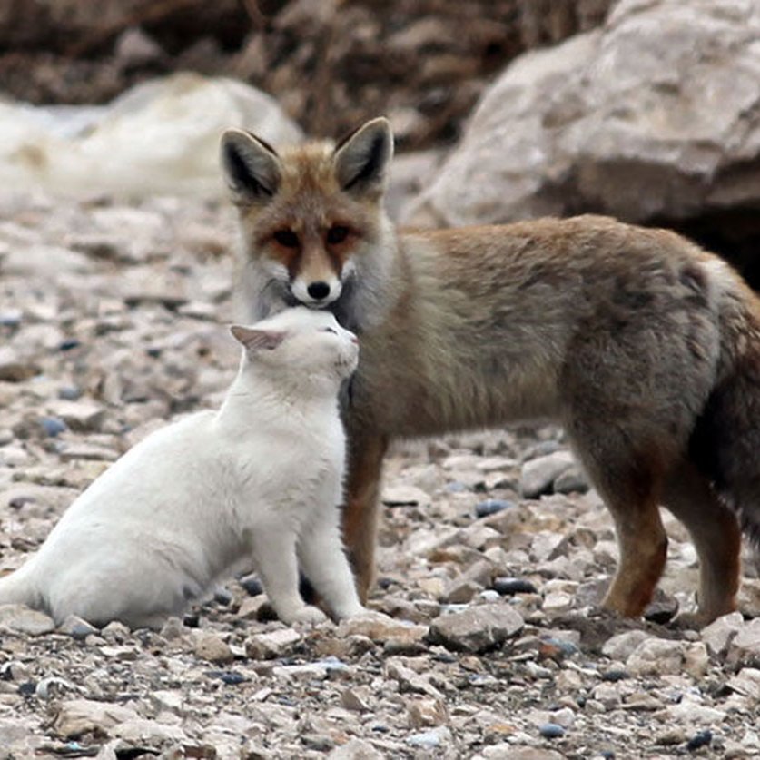 Je suis tout simplement une passionnée de la vie, de mes enfants et des animaux. Mon chums bien-sur.