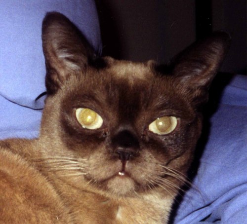 ThrasherDD's profile picture. 