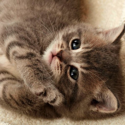 Caturday_Night's profile picture. IT'S CATURDAY!