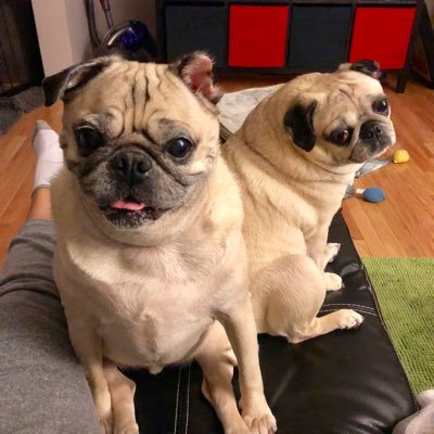 puggiezz Profile Picture