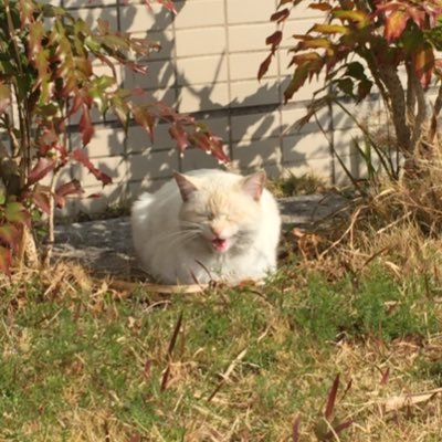 宮大 植生 /無言フォロー失礼します。男です。