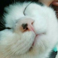 保護猫カフェtormenta (@neko_tormenta) 's Twitter Profile