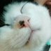 保護猫カフェtormenta (@neko_tormenta) Twitter profile photo 保護猫カフェtormenta (@neko_tormenta) Twitter profile photo