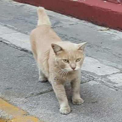 AyudandoLa's profile picture. 