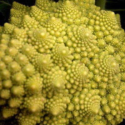 romanesco312 Profile Picture