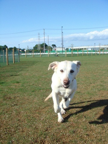 Running_Lab's profile picture. 2歳になるラブラドール♀と、才能豊かな（？）ドッグトレーナー&ペット栄養士の妻と暮しています。