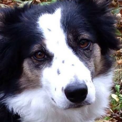 Our aim is encourage the Dog Pounds of Ireland to like our Page in the hope of securing foster or adoption for dogs. Tweet us Retweet, tag us for ALL lost pets