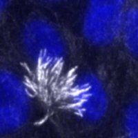 Dr. Ben Gerovac (@cellbio_dude) 's Twitter Profile