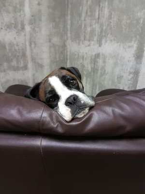 PSnake4's profile picture. 