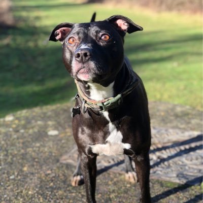 I’m a Staffy whippet cross, it makes me lean and loveable. My Humans call me a Whaffie or Stippet. I love treats, walks, treats and cuddles.