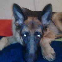 Поганка (@ivanchenko27457) 's Twitter Profile