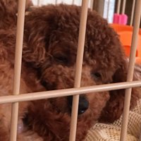 Mi-Ke (@yuh_cb) 's Twitter Profile