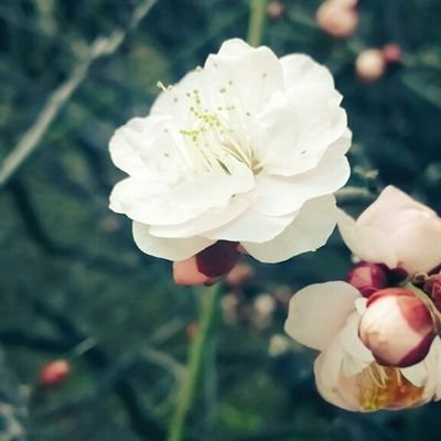 花那(はな)さんのプロフィール画像