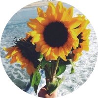 Sunflowers 🌻(@sunflowerlust) 's Twitter Profile Photo