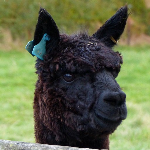 alpacapower Profile Picture