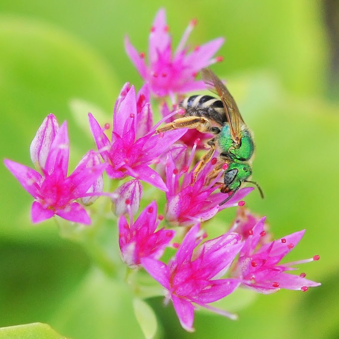 NPGN is a partnership between conservation advocates, gardening groups, civic associations and federal agencies to inspire people to create pollinator habitats.