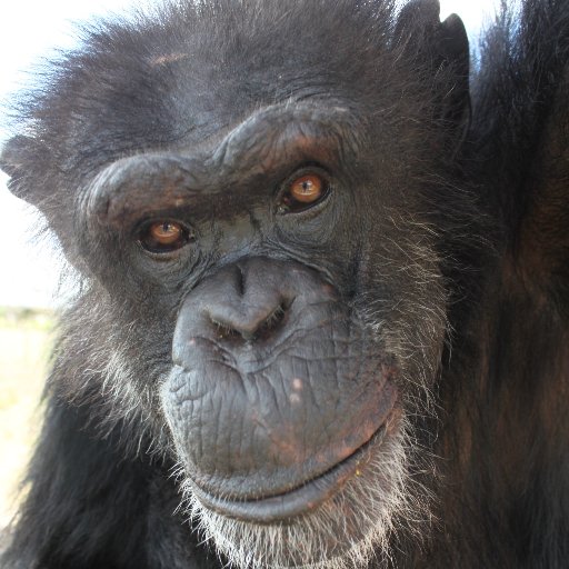 Visit Save the Chimps Profile