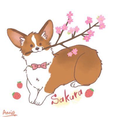 YUMIKOandSAKURA's profile picture. 不思議ちゃんコーギーSAKURAのクスッと笑える日々をつぶやきます