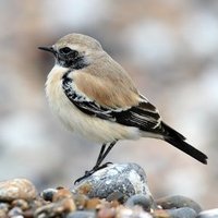 Worthing Birding and Wildlife (@worthingbirding) 's Twitter Profile Photo Worthing Birding and Wildlife (@worthingbirding) 's Twitter Profile Photo