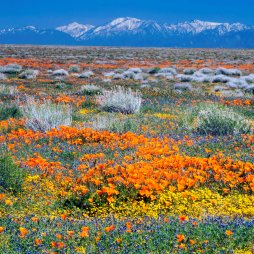 philosophygirl1's profile picture. 