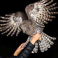 Urban Powerful Owls (@urbanpowerfuls) 's Twitter Profile