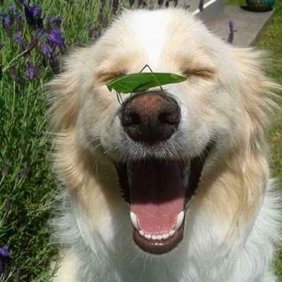 DamoclesDog's profile picture. Dionísio é bom, mas é um sacana.