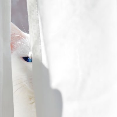 怪我して現れた白猫の青彩と犬猫サロンぷらすさんから迎えた三毛猫アヤメと暮らすオジジです。