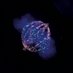 Pines lab (@pineslab) Twitter profile photo