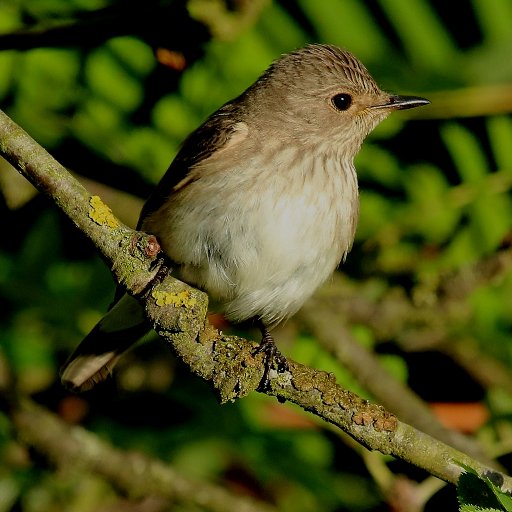 Suffolk birding with Margie.
Other interests Butterflies & Moths.