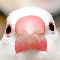 スペイシー☆チキン_vtr250 (@op_kzx) 's Twitter Profile
