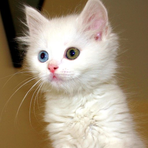 petcatcare's profile picture. All things cats and cat care, plus some fun stuff as well. Follow back