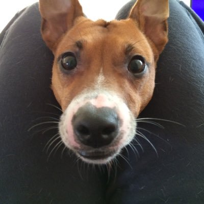 bi0nichaggis's profile picture. 