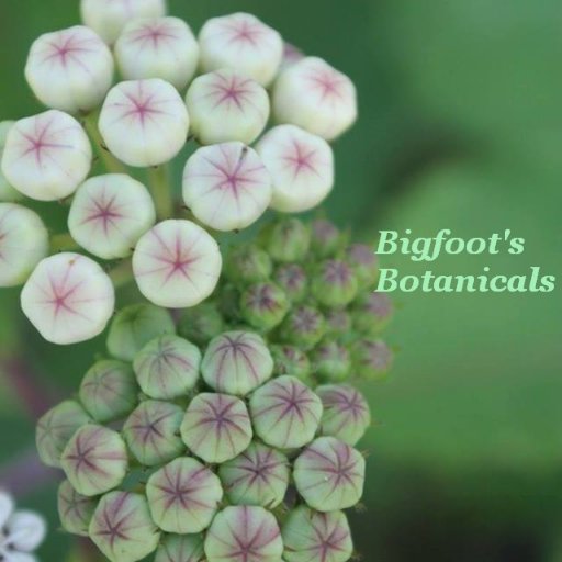 Bigfoot's Botanicals is a mail order nursery specializing in rare, hard to find native plants of the Greater Big Thicket region of Southeast Texas.