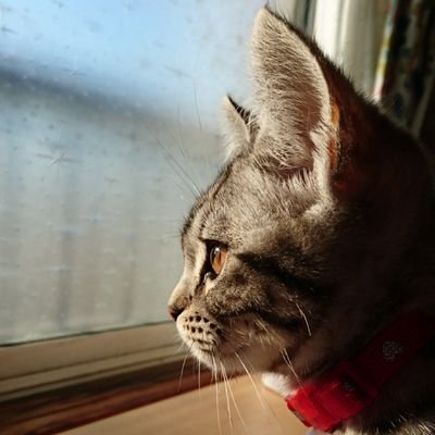 hiro3jun7's profile picture. ×××徐々に浮上中×××

✣ハンドメイドが趣味✣  愛猫ラムちゃん (女の子)🐾

無言フォローや勝手にリツイート&いいね多いですが、よろしくお願いします🎶 (2024.11.13更新)