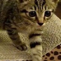 ピーにやっつ (@drkhudwtk2w09is) 's Twitter Profile