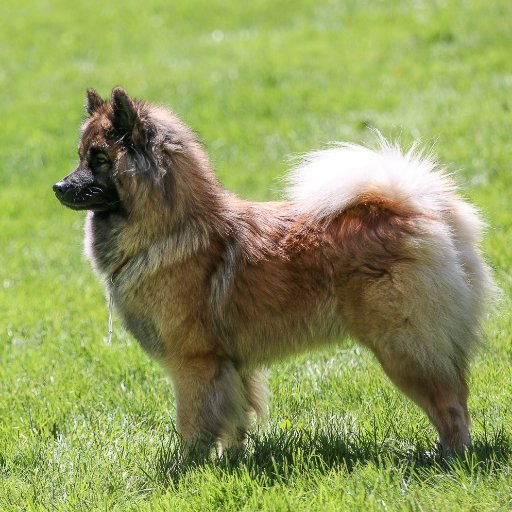 Timberspitz Eurasier At Timberspitz Twitter - 