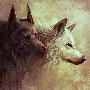 Interesado en temas políticos, NFL, F1, Tecnológicos, Sociales, seguidor de columnistas y 100% followback Creciendo como Red Social y Sociedad