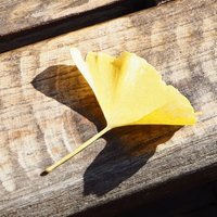 YCU デジフォトサークル (@digiphotoycu) Twitter profile photo