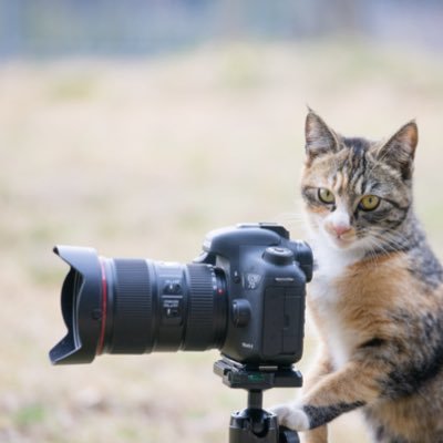 趣味でネコを撮っている者だ、毎日ネコの写真ツイートをしよう活動実施中!よろしく! 🔴カメラ:EOSR6・α6600・Gopro7🔴instagram:zerovector775