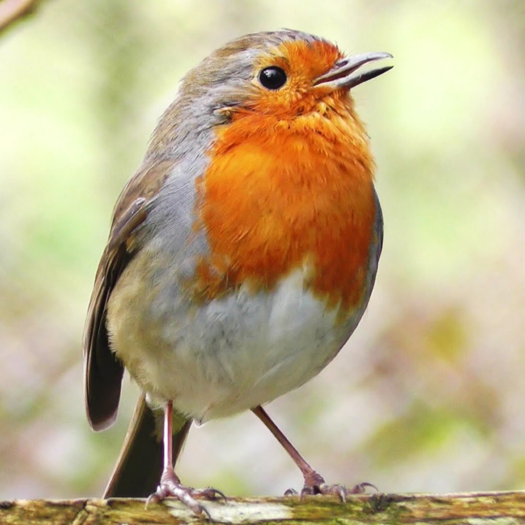 Rotherhithe Robin