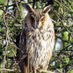 Graham Leach (@swillybirder) Twitter profile photo Graham Leach (@swillybirder) Twitter profile photo
