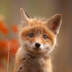 foxcubwales's profile picture. 